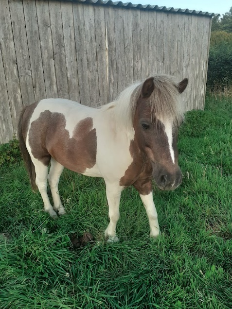 Indy — Poney