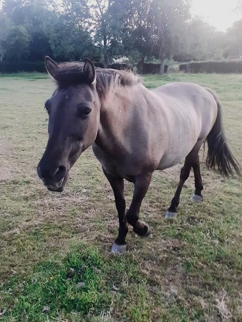 Patchouli — Poney