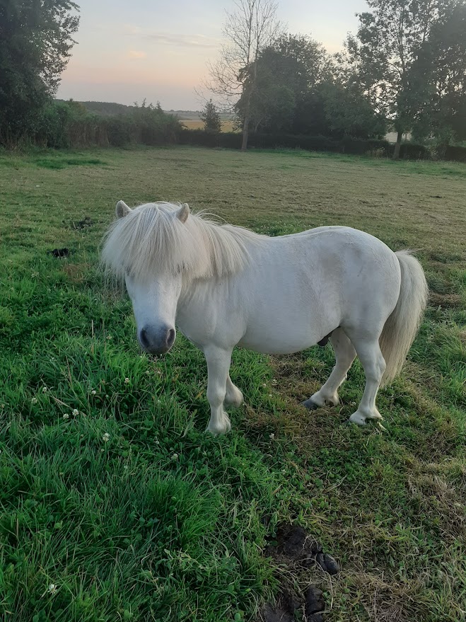 Poly — Poney